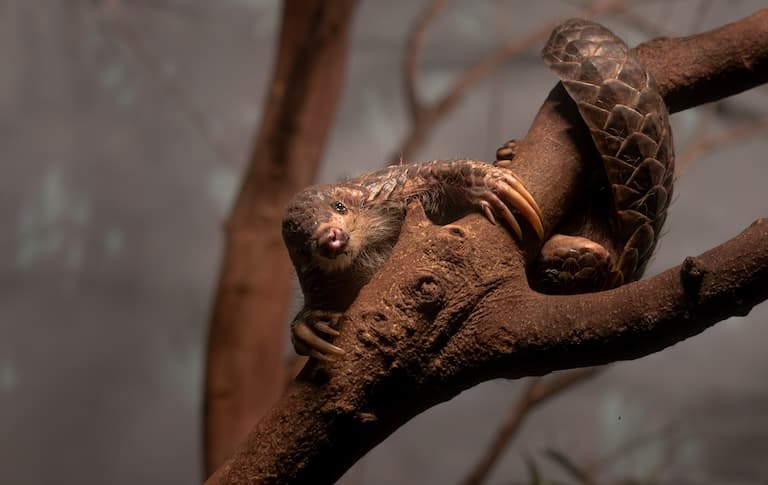 Chinese Pangolin on a tree