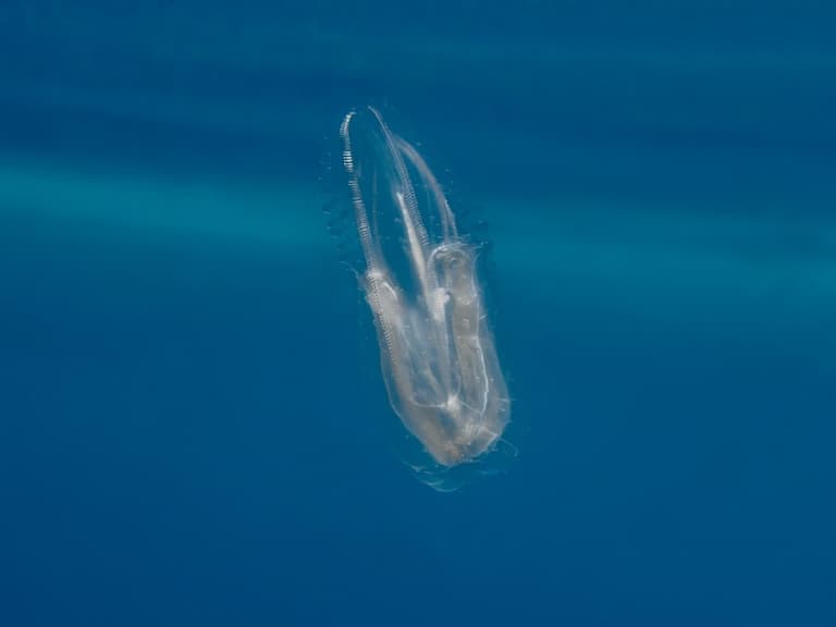 Comb jelly swimming