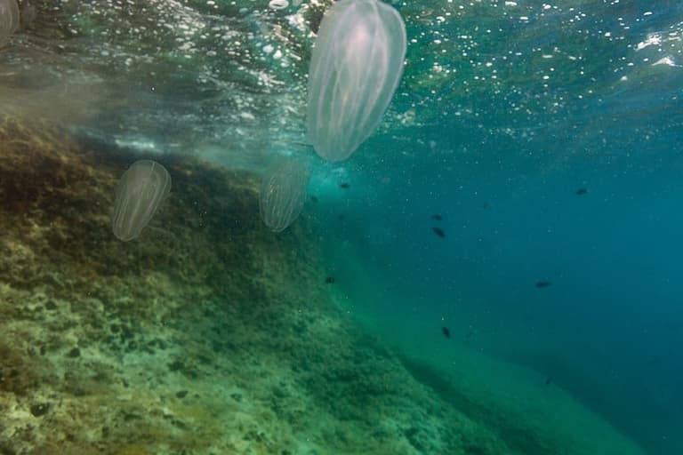 Comb jelly under water