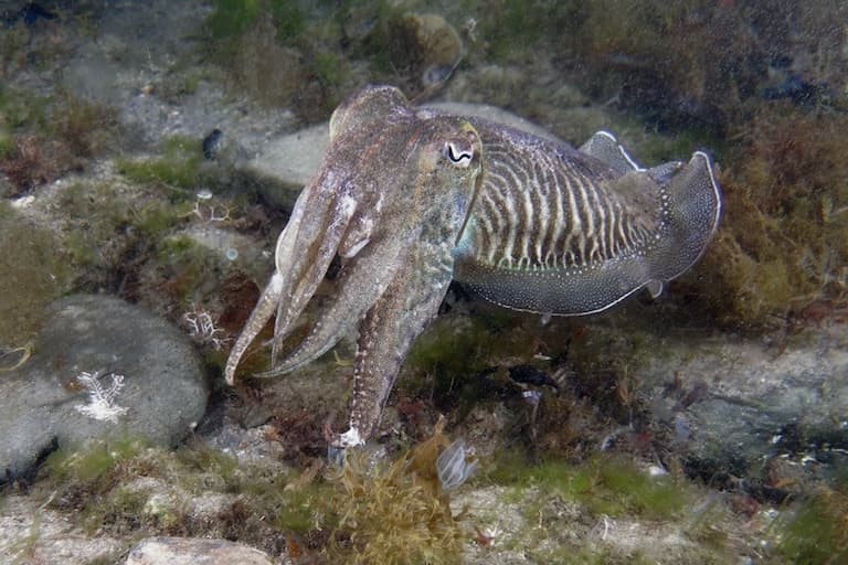 Common cuttlefish camouflaged in the corals
