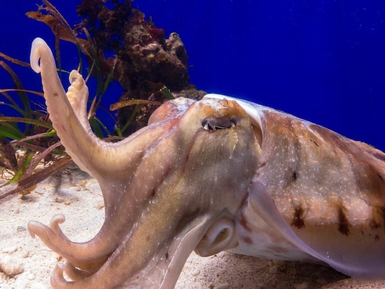 Common cuttlefish profile
