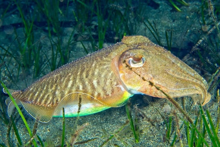 Common cuttlefish resting at the sea bottom