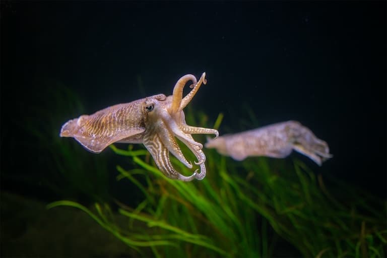 Common cuttlefish swimming