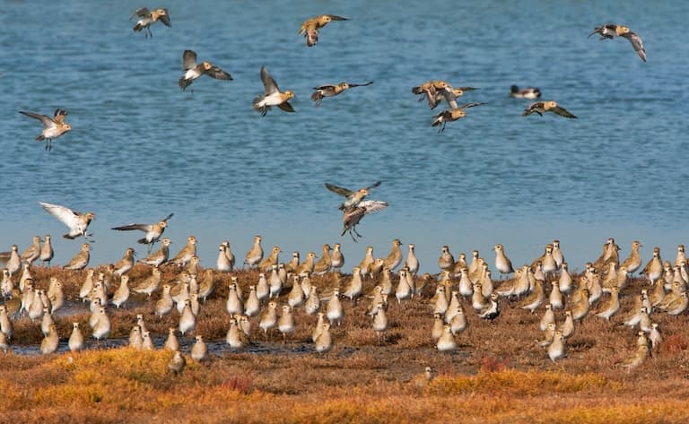 European Golden Plover flock at a beach