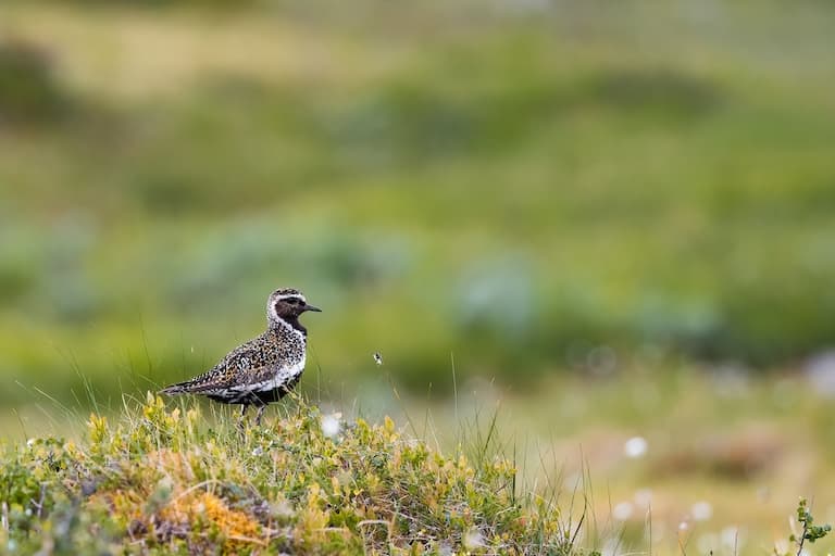 European Golden Plover gazing in a green field