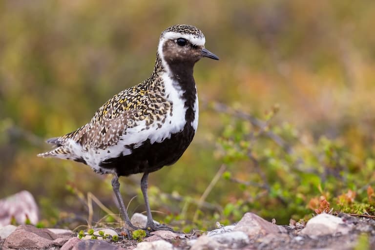 European Golden Plover profile