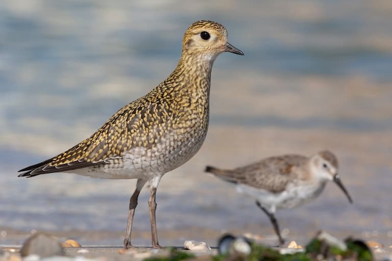 European Golden Plovers searching for food