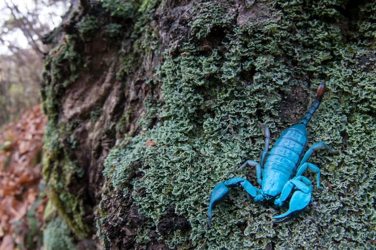 European Yellow-tailed Scorpion, blue
