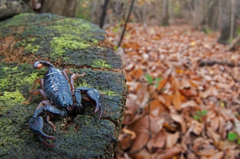 European Yellow-tailed Scorpion on a rock