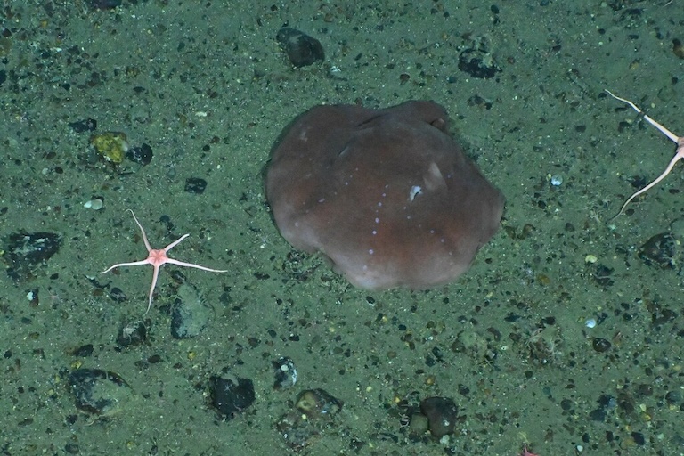 Flapjack Octopus resting at the sea bottom
