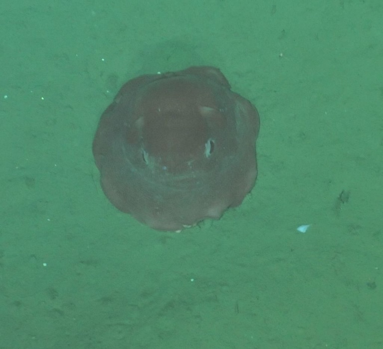 Flapjack Octopus profile