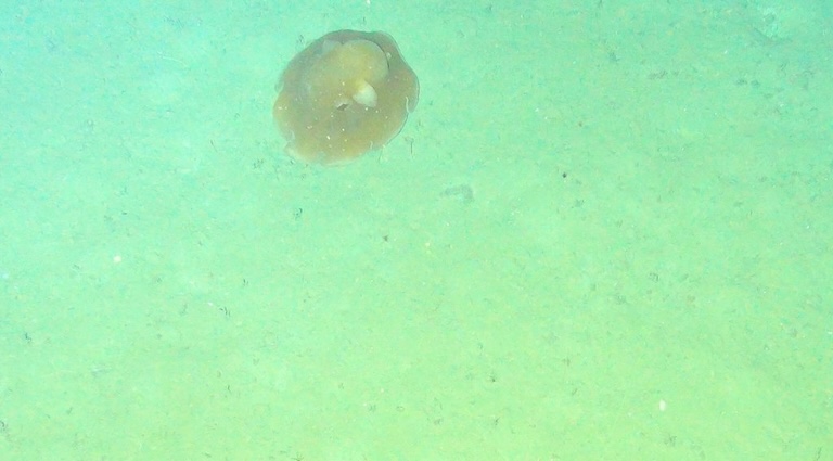 Flapjack Octopus swimming at the sea bottom
