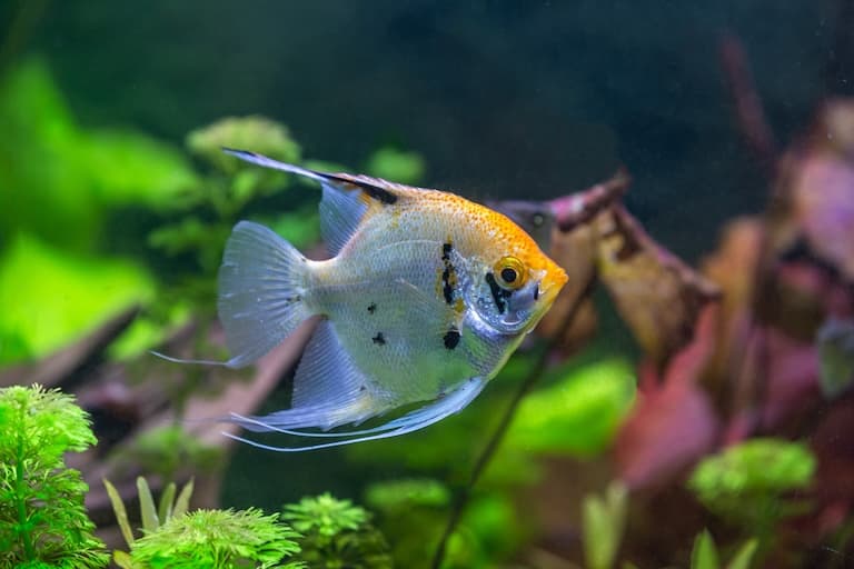 Freshwater Angelfish looking flat in the water