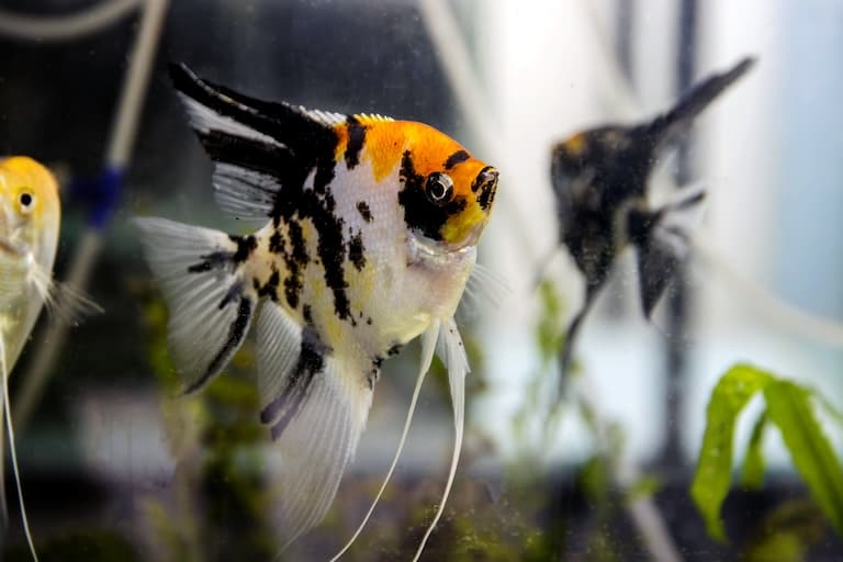 Freshwater Angelfish in an aquarium