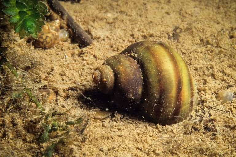 Freshwater Snail at the sea bottom