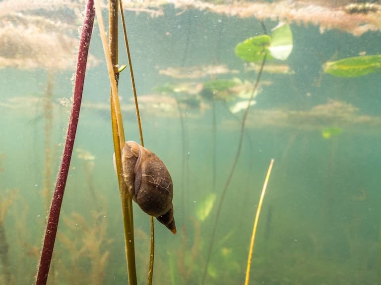 Freshwater Snail on a plant stem under water