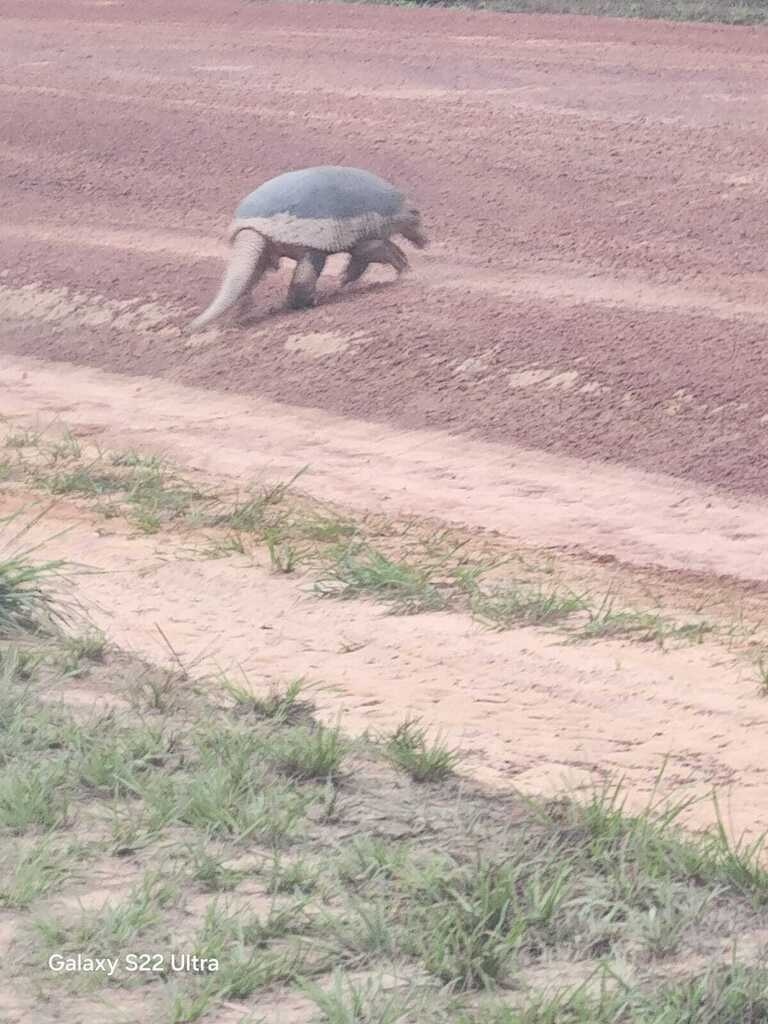 Giant Armadillo crossing the pathway