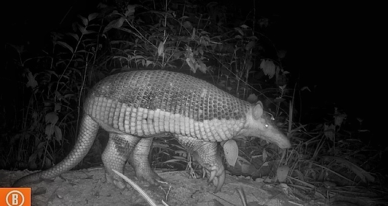 Giant Armadillo in a dark forest at night