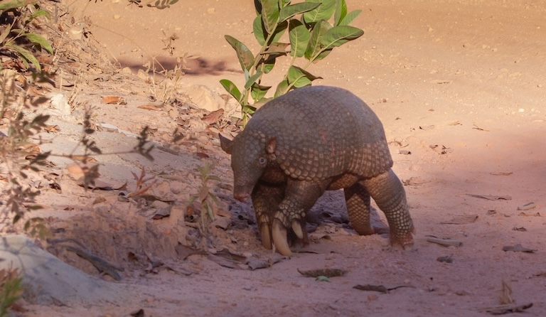 Giant Armadillo profile