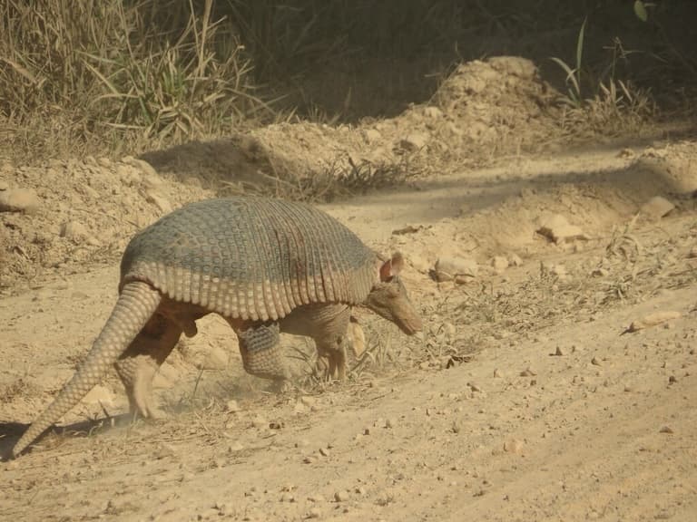 Giant Armadillo walking
