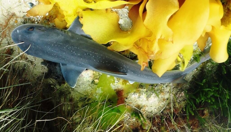 Gummy Shark swimming through the corals