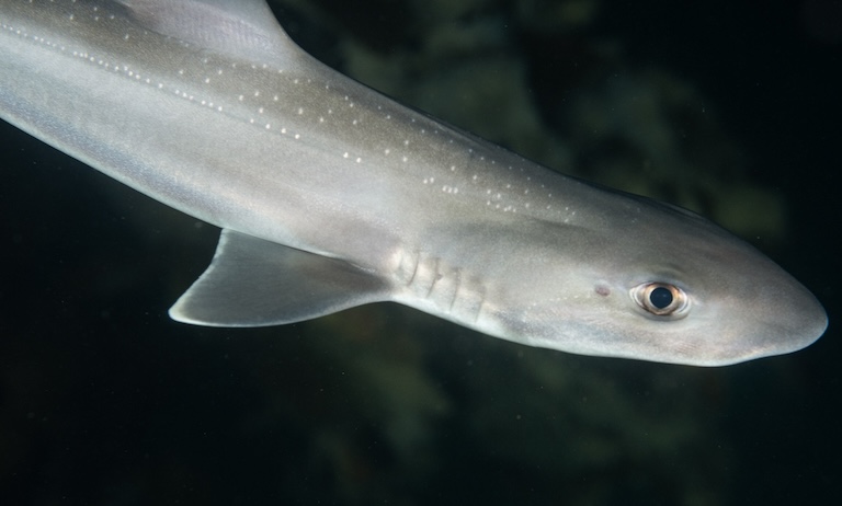 Gummy Shark profile