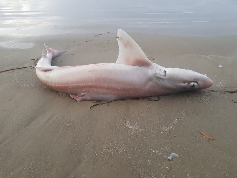 Gummy Shark on the sea shore
