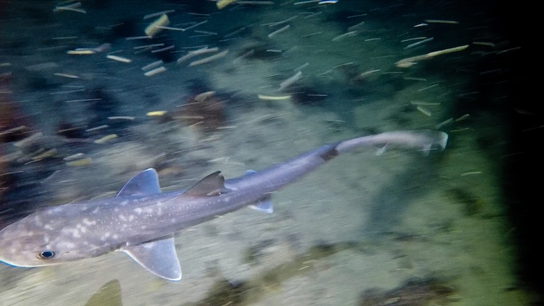 Gummy Shark swimming alongside a school of fish