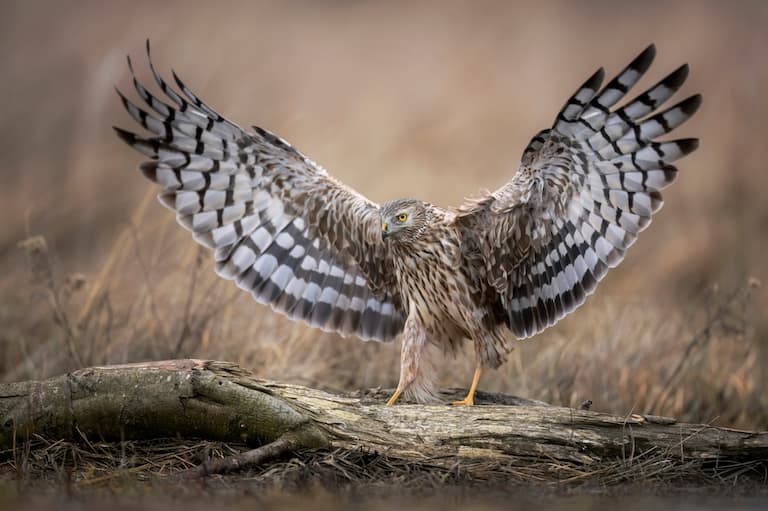 Hen Harrier flapping it's feathers