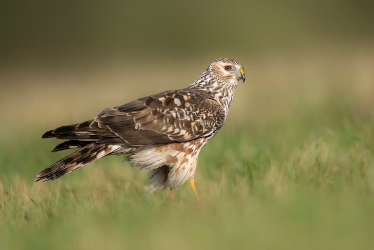 Hen Harrier profile