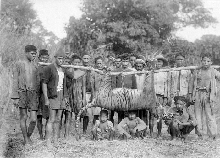 Javan Tiger caught by hunters