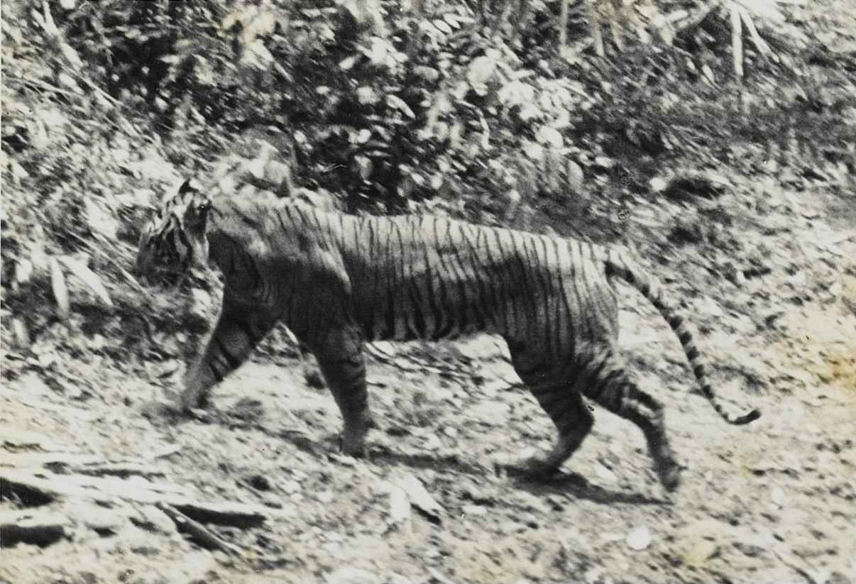 Javan Tiger Profile