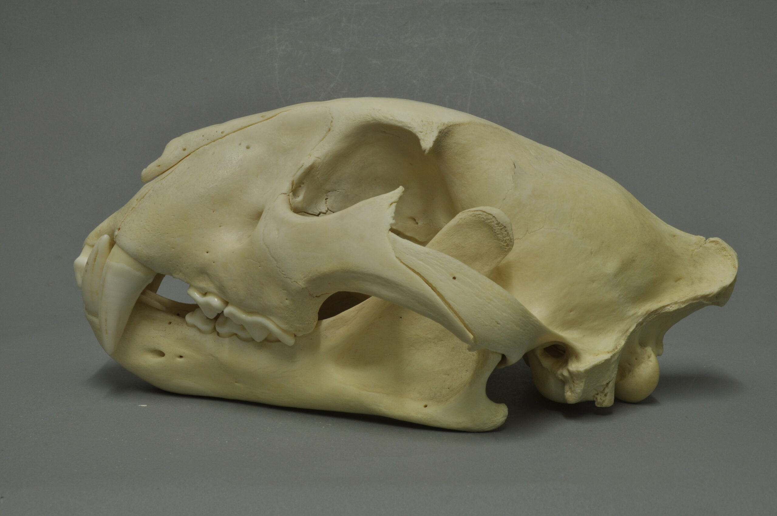 Javan tiger skull