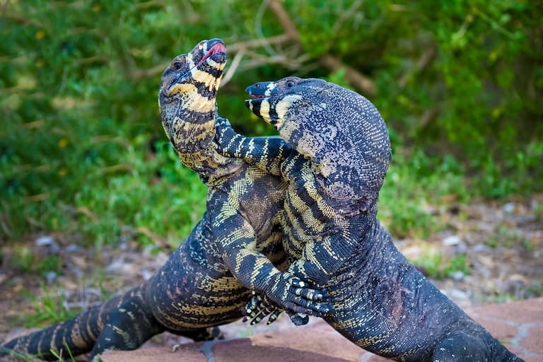 Lace Monitors fighting
