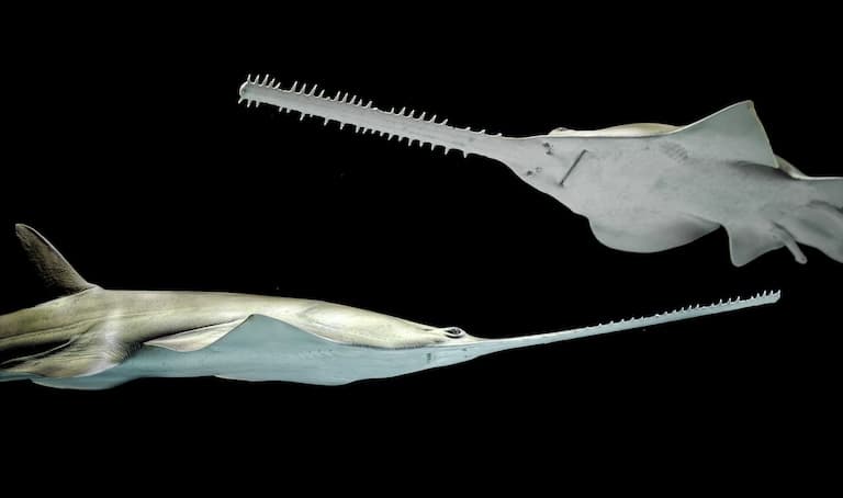 Longcomb Sawfish pair swimming