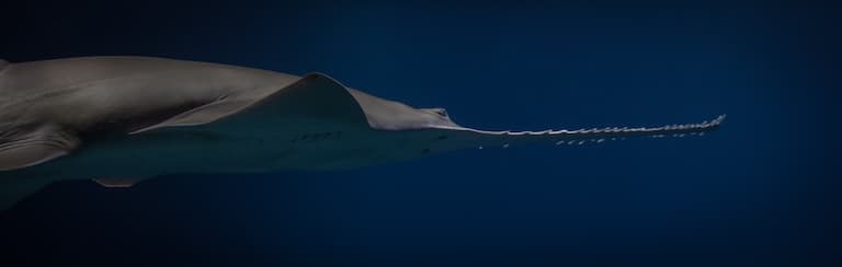 Longcomb Sawfish profile