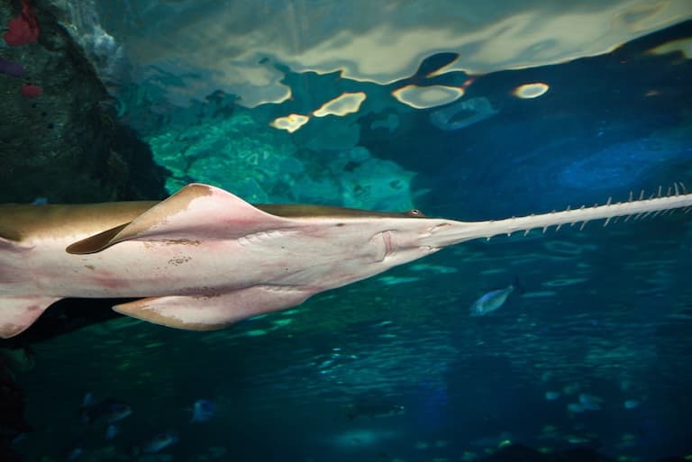 Longcomb Sawfish swimming