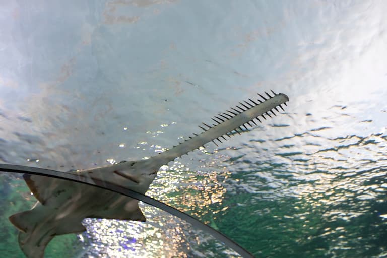 Longcomb Sawfish with focus on it's mouth