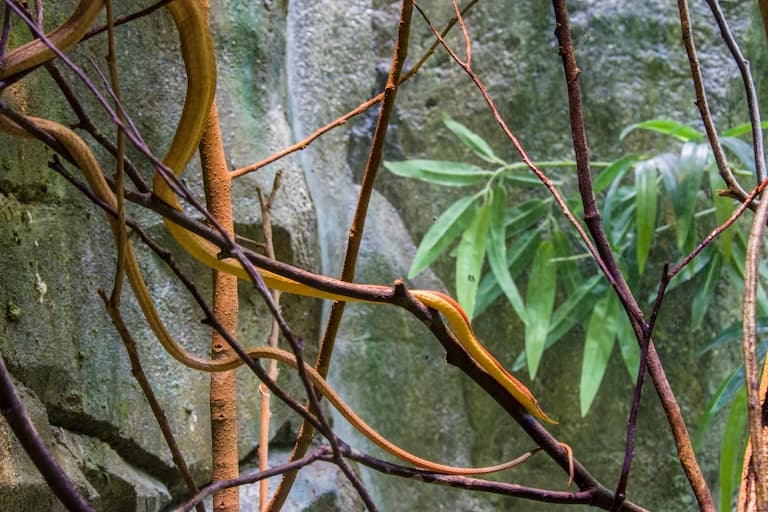 Madagascar Leaf-nosed Snake on the tree branches