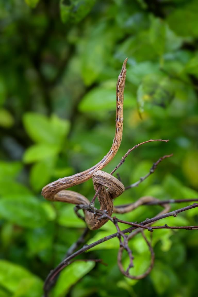 Madagascar Leaf-nosed Snake in the forest