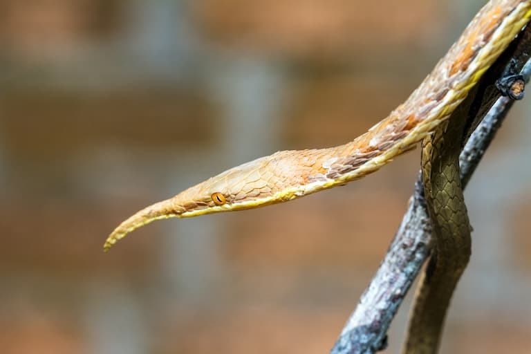 Madagascar Leaf-nosed Snake profile