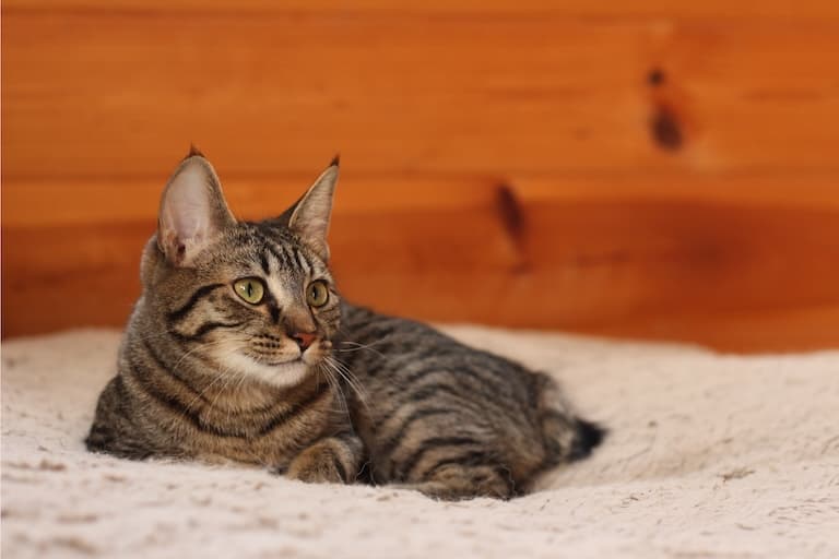 Manx Cat lying on the dog bed
