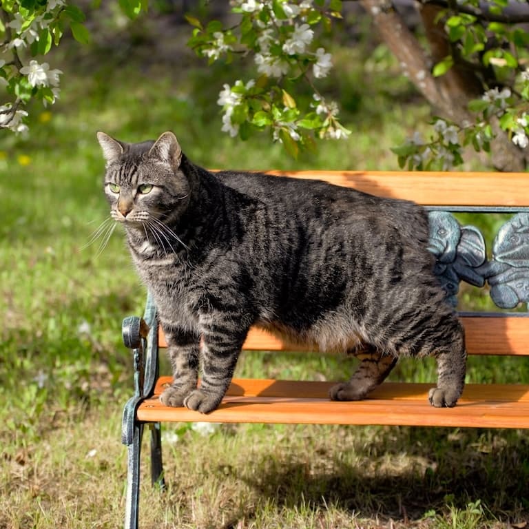 Manx Cat standing on a bench in the garden