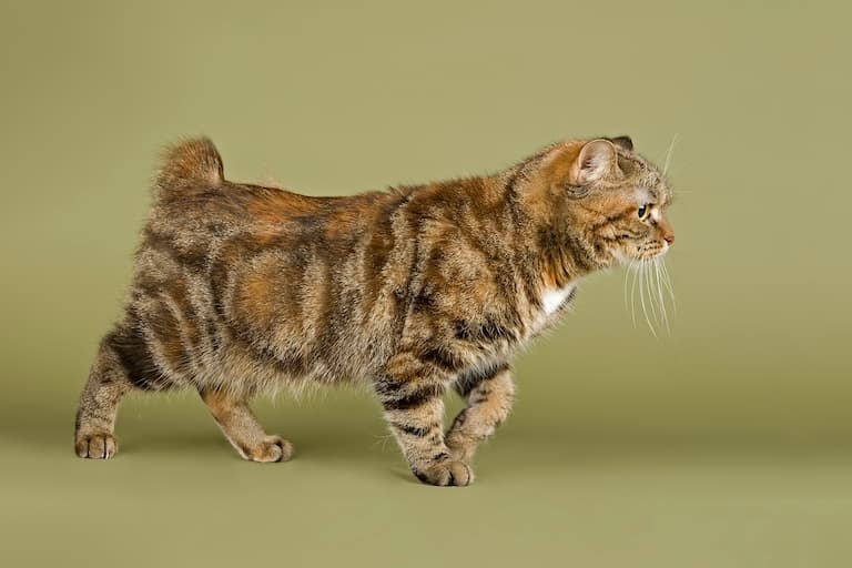 Manx Cat profile