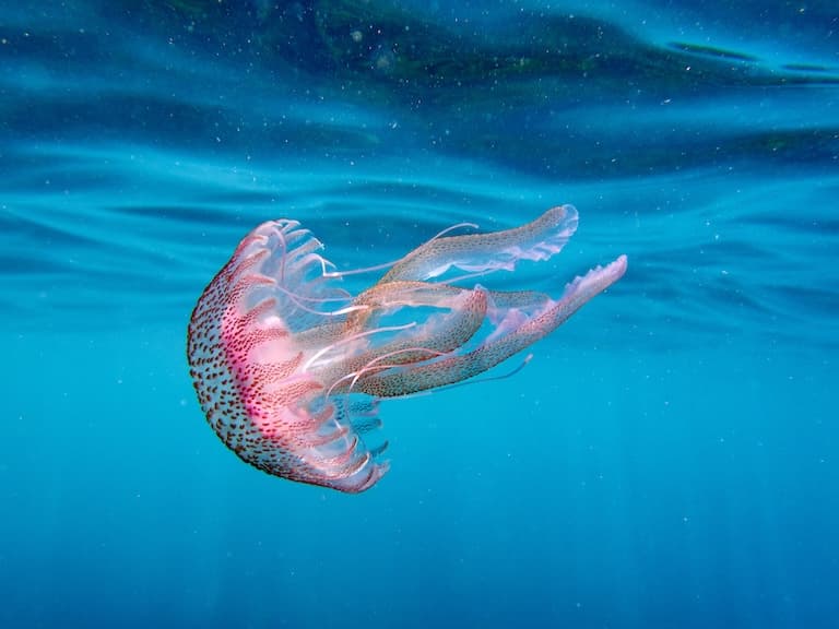 Mauve Stinger in the blue water