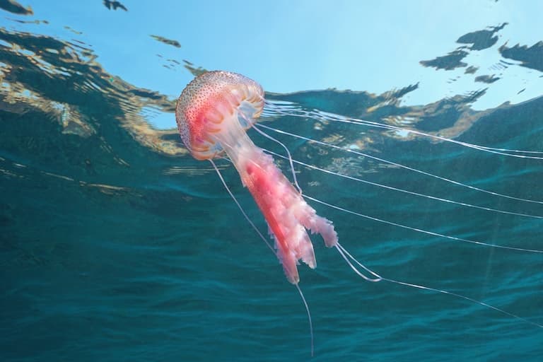 Mauve Stinger glowing in the sea
