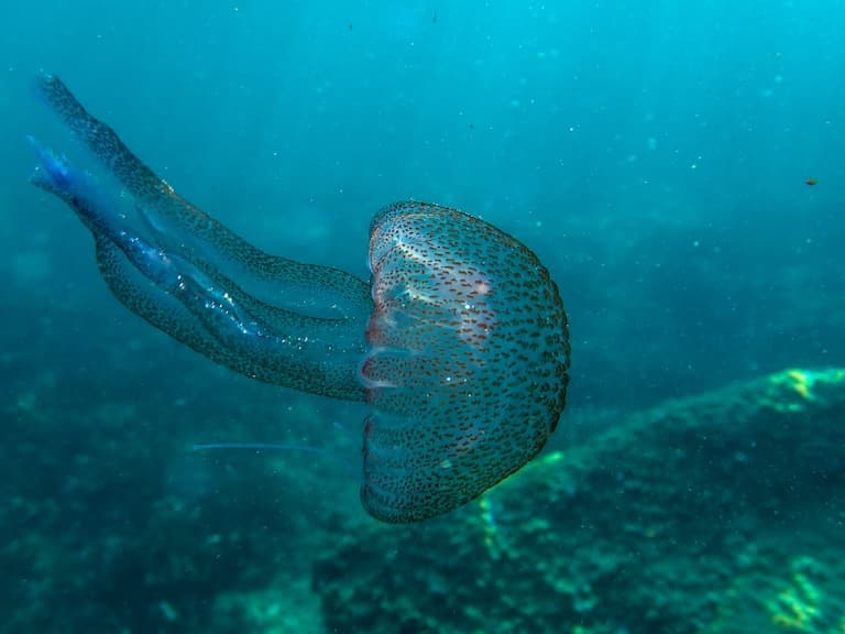 Mauve Stinger swimming
