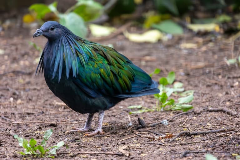 Nicobar Pigeon profile