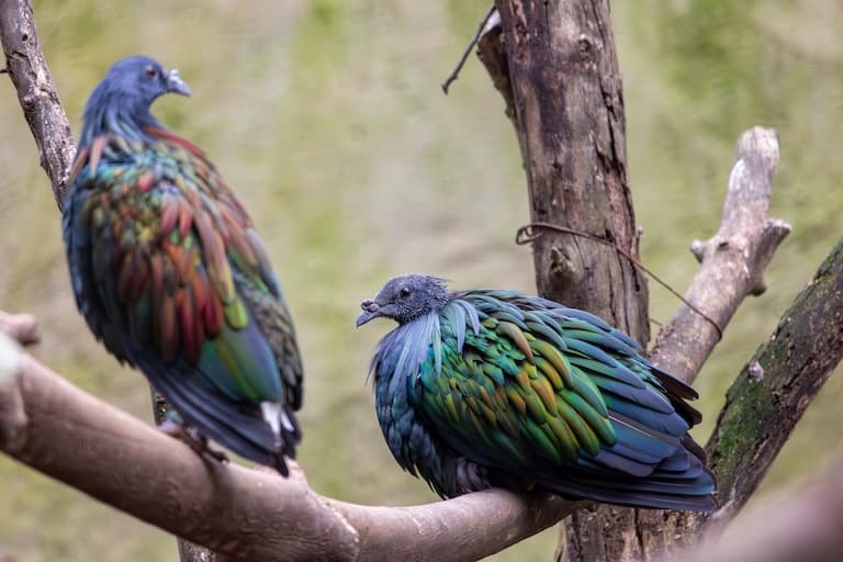 Nicobar Pigeons resting on a tree