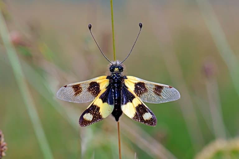 Owlfly in the bush with wings spread out
